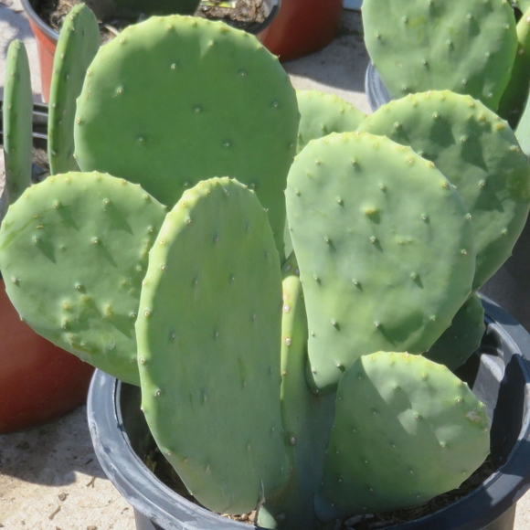 Spineless cactus pads optunia succulent tortoise - Picture 2 of 2